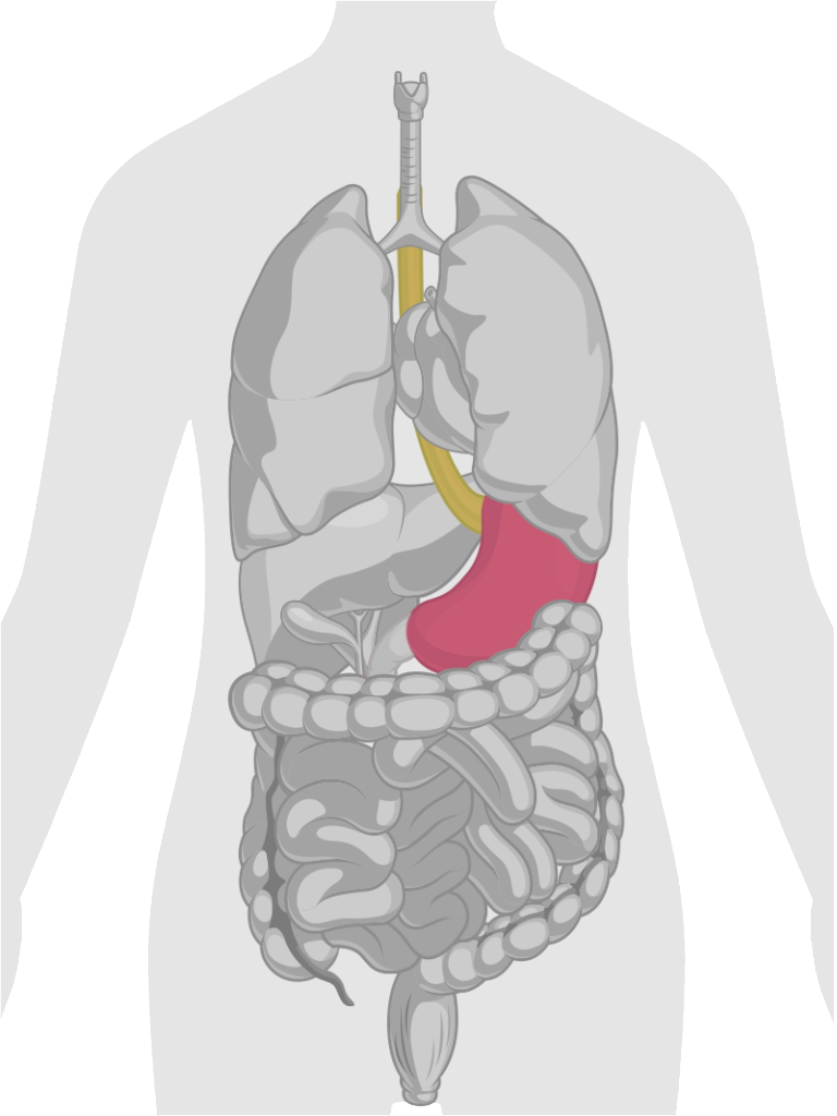 Heartburn And Indigestion Dr Alexander Mantas Gastroenterologist In Dallas TX